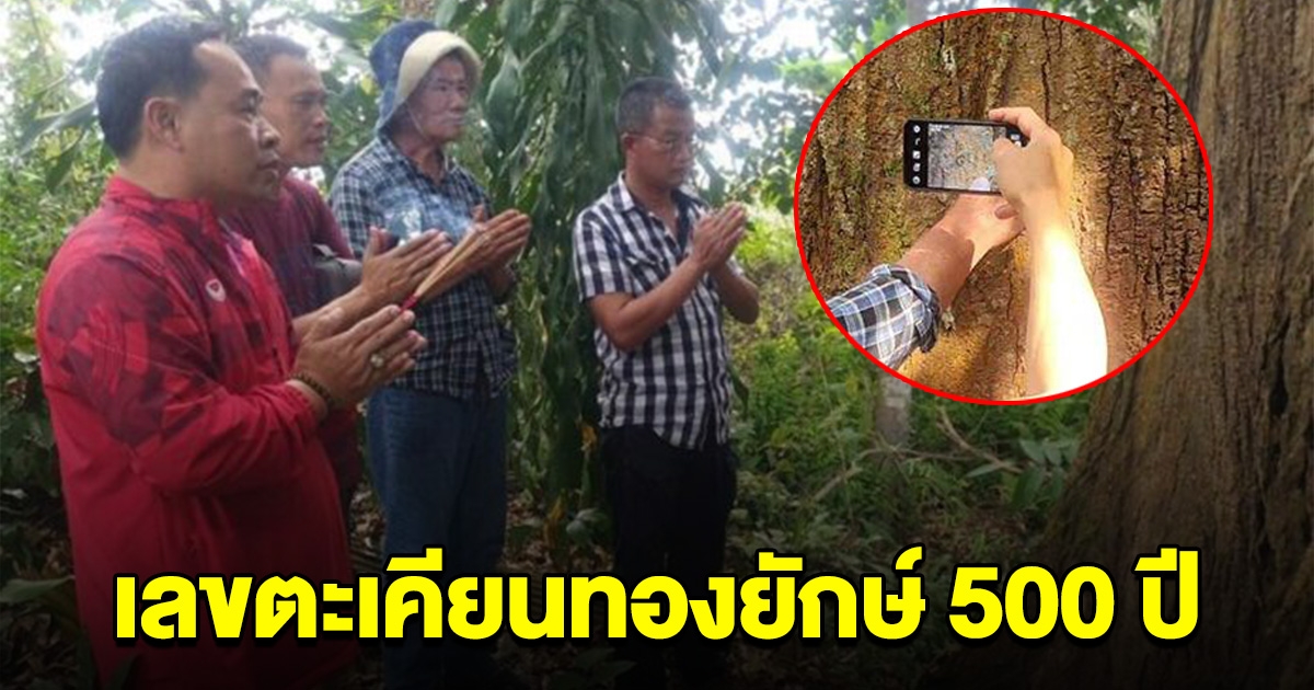 ชาวบ้านเฮ เลขโผล่ชัด ที่ต้นตะเคียนทองยักษ์ 500 ปี