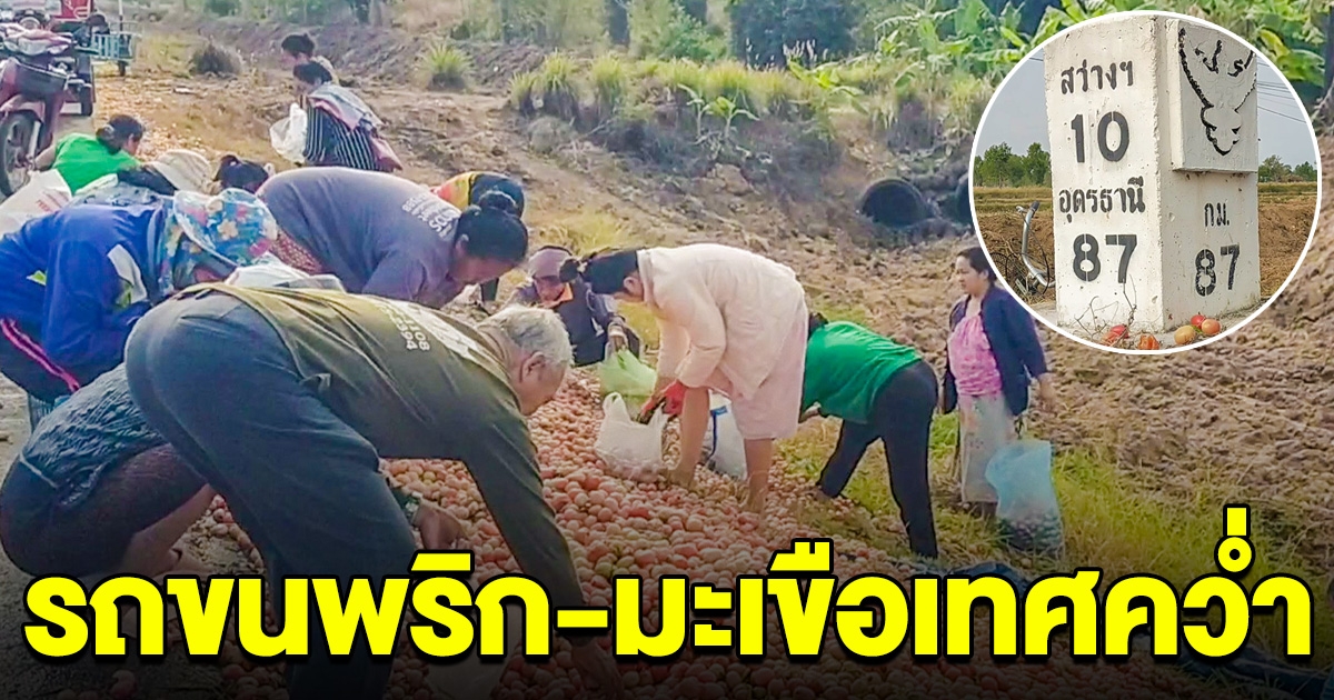 รถขนพริก-มะเขือเทศ ยางแตกพลิกคว่ำ ชาวบ้านแห่เก็บไปทำอาหาร