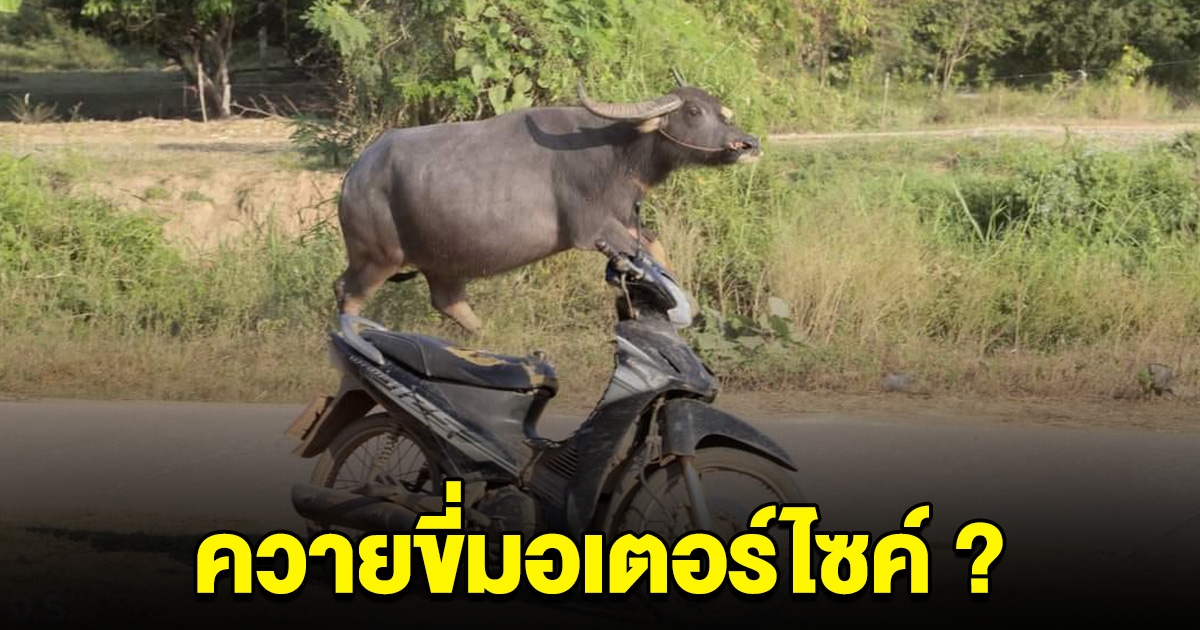 ฮือฮา ภาพควายขี่รถมอเตอร์ไซค์ ถึงกับต้องขยี้ตาดูอีกรอบ