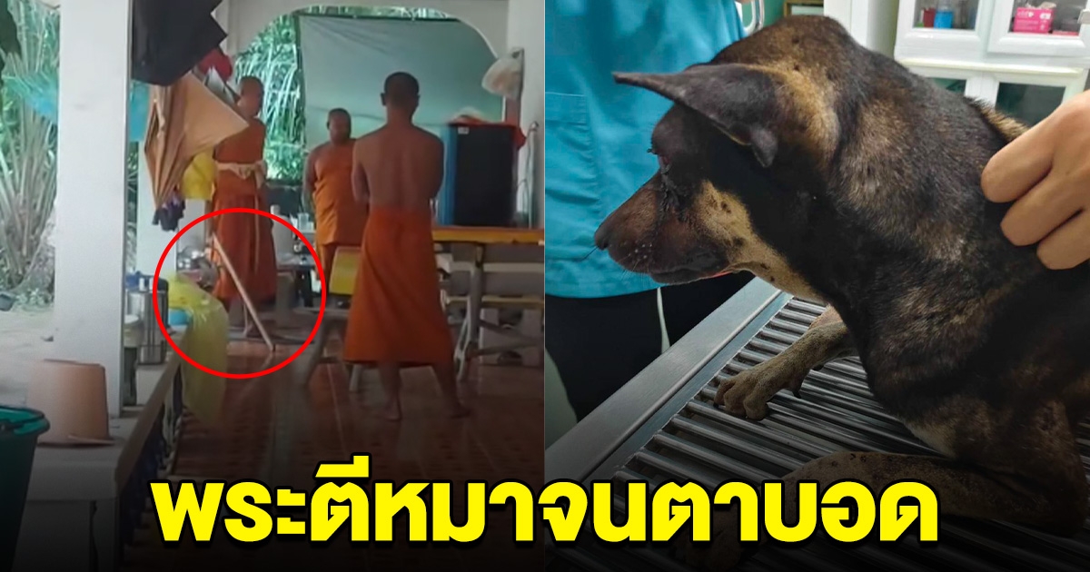 สะเทือนใจ เจ้าอาวาส ทำร้ายสุนัขจนตาบอด ท้าให้เอาคลิปไปโพสต์เลย