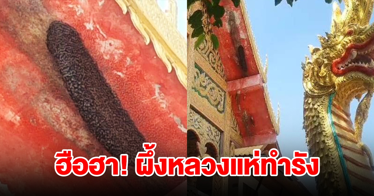 ผึ้งหลวง แห่ทำรังรอบวิหารวัดทุ่งหลวงกว่า 10 รัง