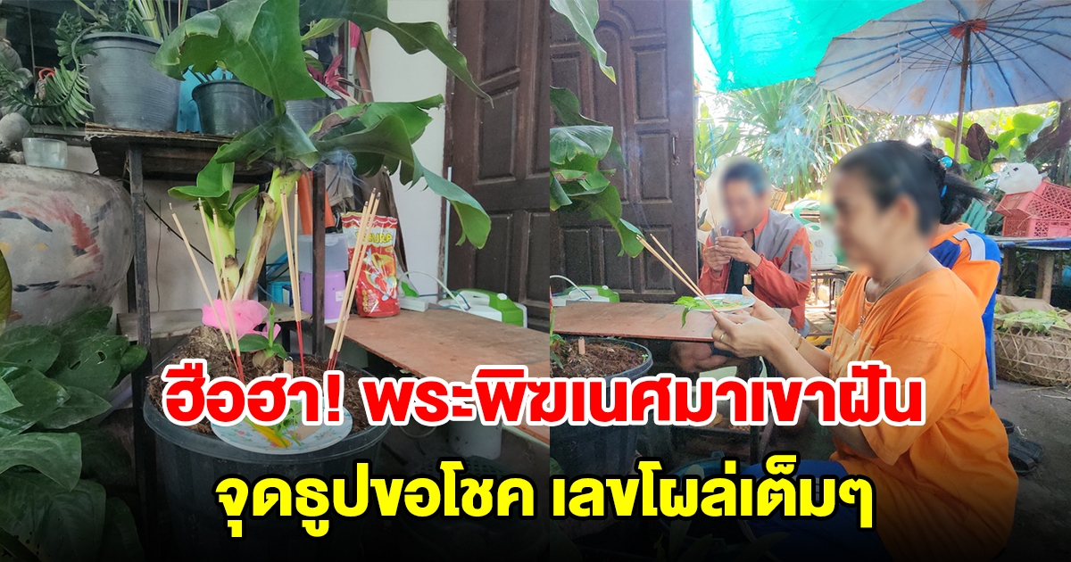 พระพิฆเนศมาเขาฝัน บอกมีต้นกล้วยไข่แคระแตกหน่อกลางต้น จุดธูปขอโชคเลขโผล่เต็มๆ