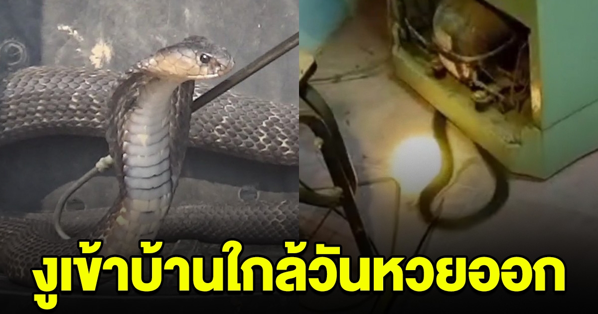ใกล้วันหวยออก สาวแจ้งกู้ภัย งูเห่าเข้าห้อง เผยเลขบ้าน ทะเบียนกู้ภัย