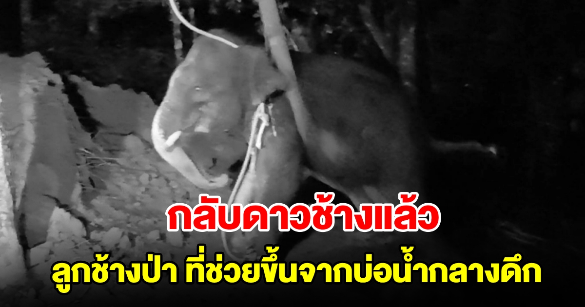 สุดเศร้า ลูกช้างป่า ตกบ่อน้ำกลางป่า ล่าสุดล้มแล้ว