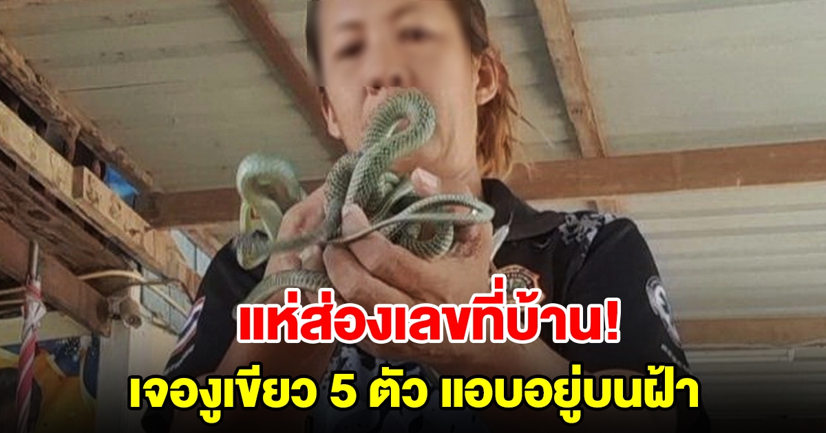 เจ้าของบ้านผวา ได้ยินเสียงประหลาดบนฝ้าเพดาน เปิดออกดูเจองู 5 ตัว