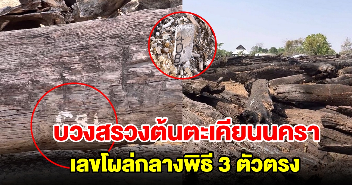 บวงสรวงต้นตะเคียนนครานับพัน เลขโผล่กลางพิธี 3 ตัวตรง