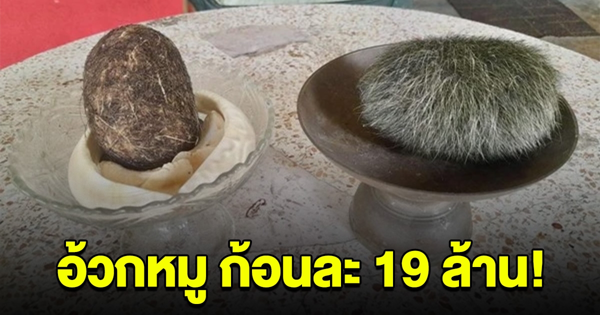 ฮือฮา อ้วกหมู ของดีหายาก ก้อนละ 19 ล้าน