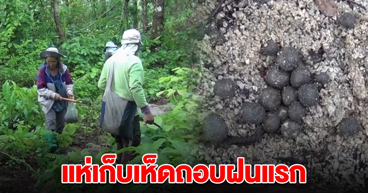ชาวบ้านแห่เก็บ เห็ดถอบฝนแรกปีนี้ ราคาพุ่ง