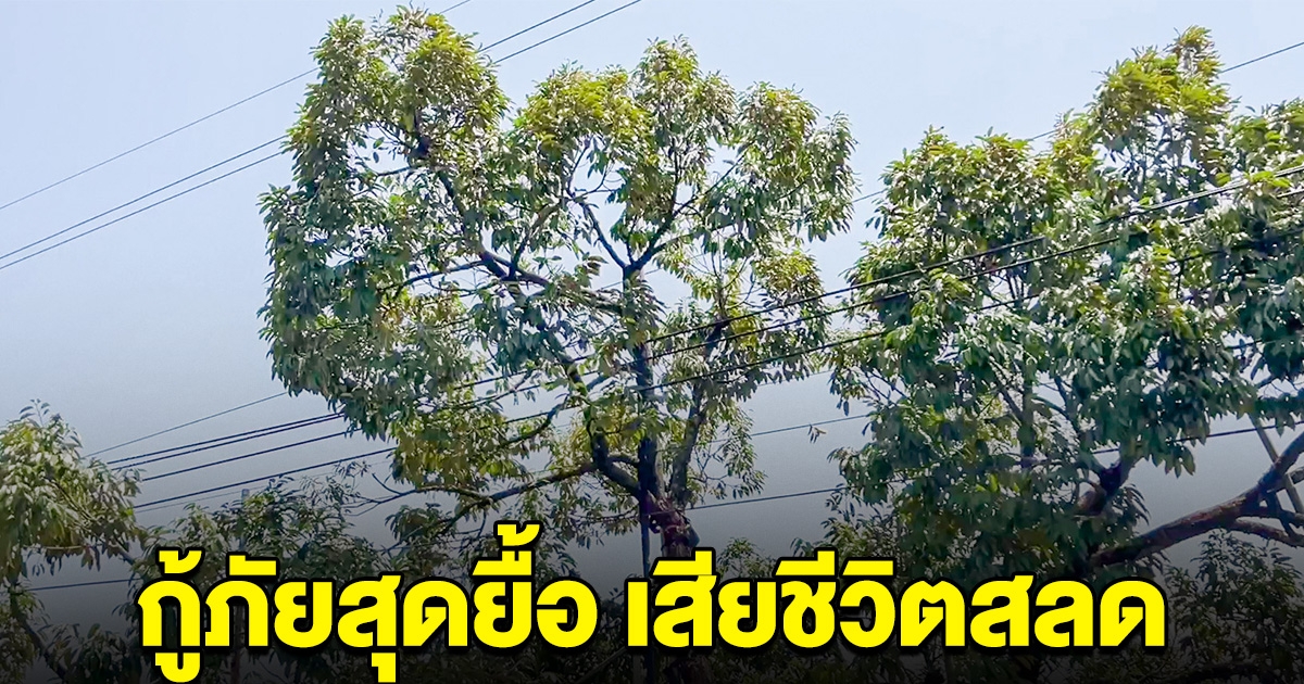 พ่อลูกสอง ขึ้นไปแต่งกิ่งทุเรียน โดนไฟดูด กู้ภัยสุดยื้อเสียชีวิตสลด