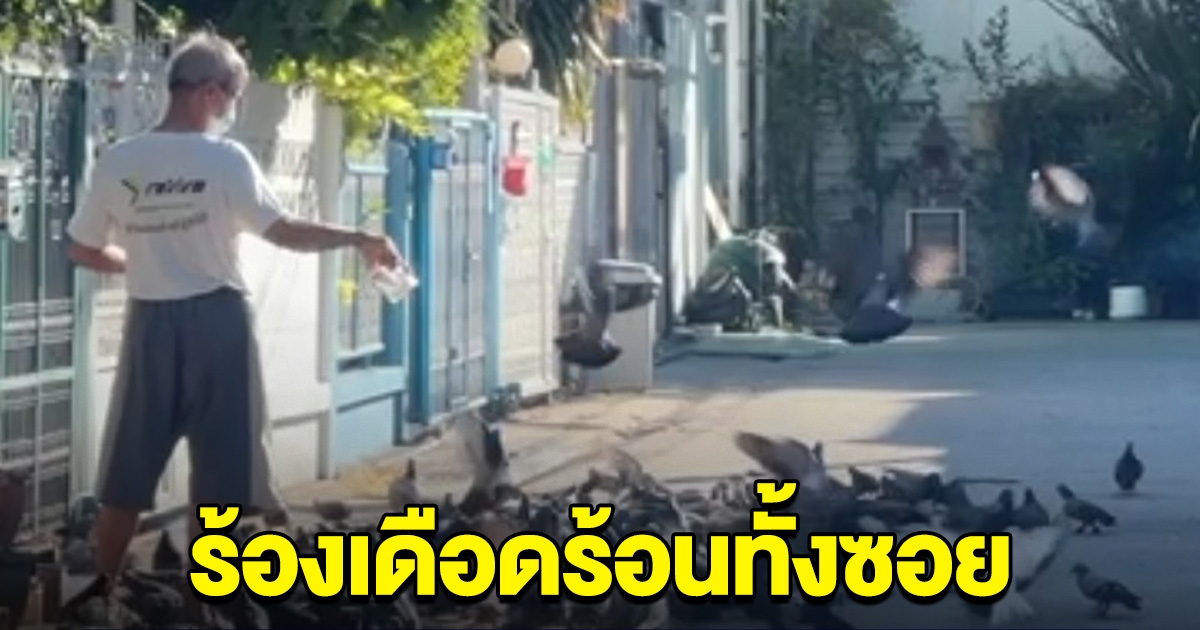 ลุงให้อาหารนกพิราบ 200 ตัว ชาวบ้านเดือดร้อน หวั่นติดเชื้อ