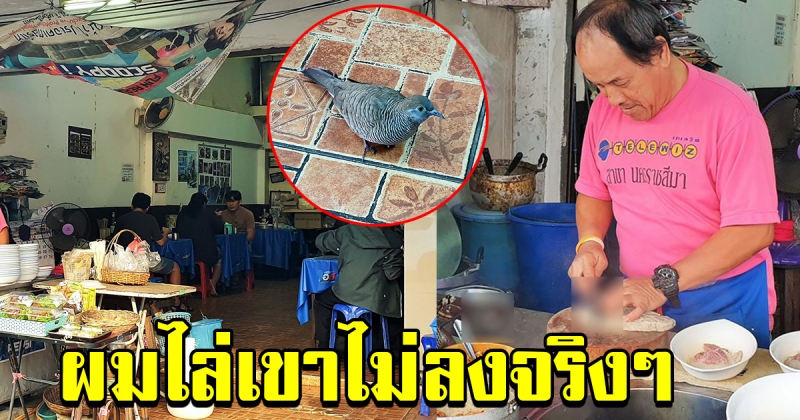 ร้านก๋วยเตี๋ยวดัง แปลกใจนกเขามาหาที่ร้าน ทุกวันสามเวลา