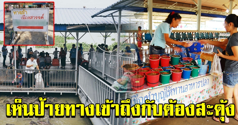 สาวไปทำบุญ ให้อาหารปลาที่วัด