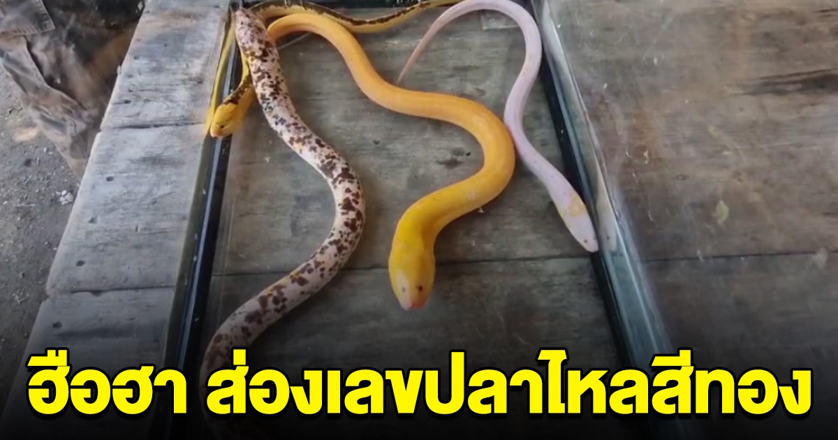 ฮือฮา ชาวบ้านแห่มุงส่อง ปลาไหลสีทอง