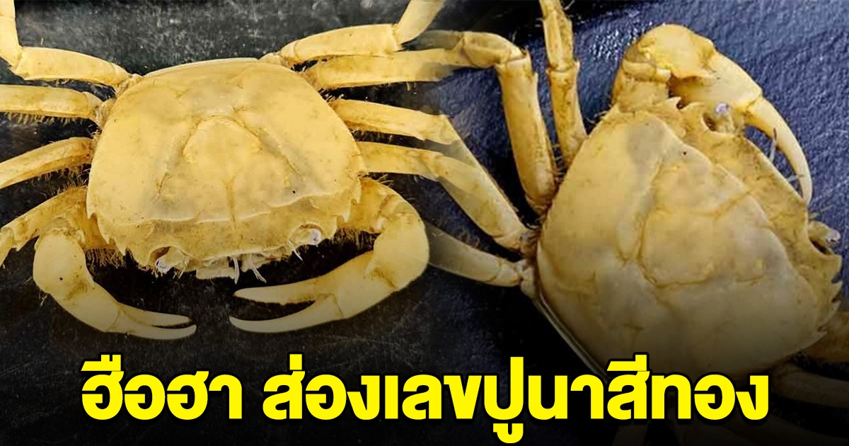สุดฮือฮา หนุ่มเจอปูนาสีทอง คนแห่มาส่อง
