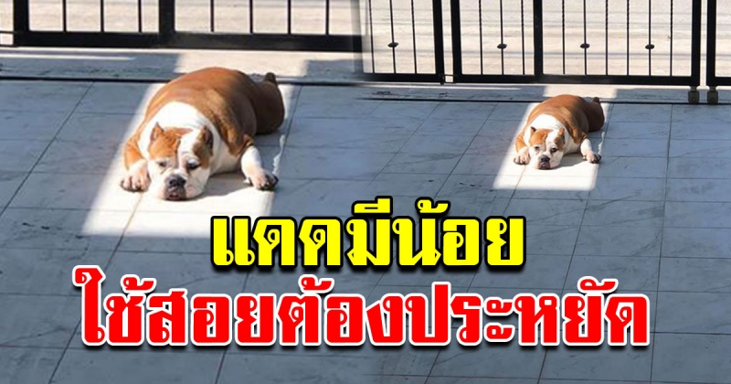 เจ้าตูบก็หนาวเป็น จนต้องนอนอาบแดดหน้าบ้าน