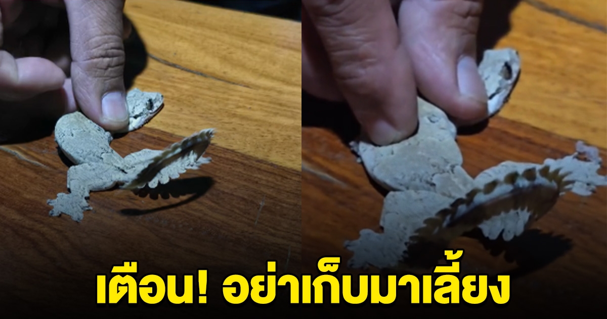 เตือน เจอตุ๊กแกชนิดนี้ อย่าเก็บมาเลี้ยงไว้ ถ้าไม่อยากติดคุก