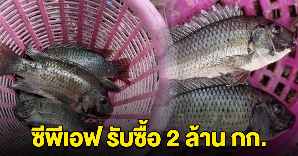 ซีพีเอฟ มาแล้ว เปิดราคารับซื้อ ปลาหมอคางดำ ประกาศรับ 2 ล้านกิโลกรัม