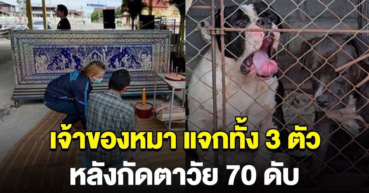 เจ้าของหมา อเมริกันบูลลี่ กัดตา 70 ดับ ตัดใจยกทั้ง 3 ตัว ให้คนที่รักหมา