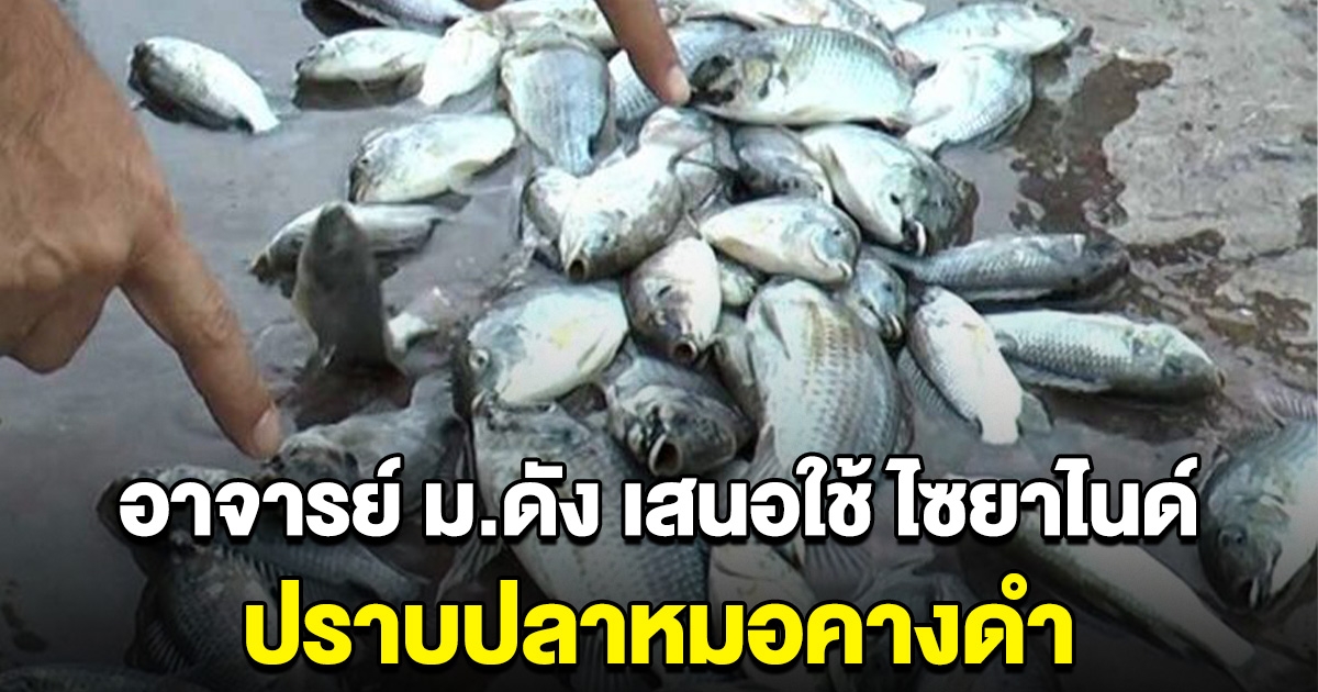 อาจารย์ ม.ดัง เสนอใช้ ไซยาไนด์ ปราบปลาหมอคางดำ