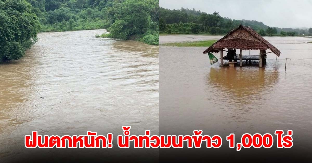 วิกฤต! ฝนตกหนัก น้ำแม่สะงา เอ่อล้นไหลท่วมนาข้าวเสียหายกว่า 1,000 ไร่