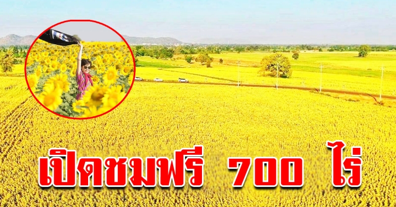 เที่ยวชมฟรี ทุ่งทานตะวันกว่า 700 ไร่