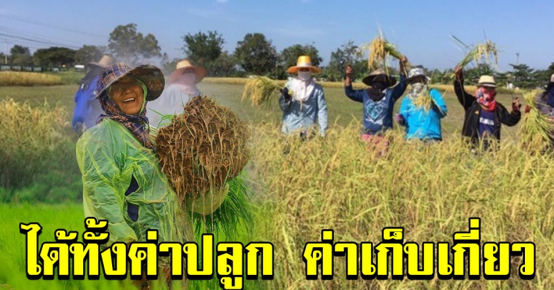 อนุมัติงบ เงินช่วยชาวนา ให้ทั้งค่าปลูกและค่าเก็บเกี่ยว ครัวเรือนละ 20000 ทั่วประเทศ
