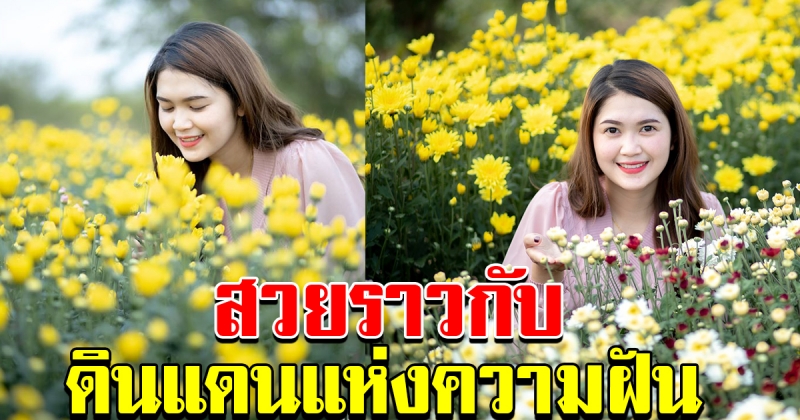 ต้องไปเช็คอินให้ได้ สวนเบญจมาศวังทอง สวยราวกับดินแดนสวรรค์
