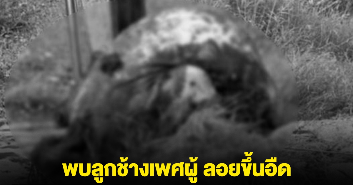 พบลูกช้างเพศผู้ ลอยขึ้นอืด ในพงวัชพืชคลองน้ำธรรมชาติ