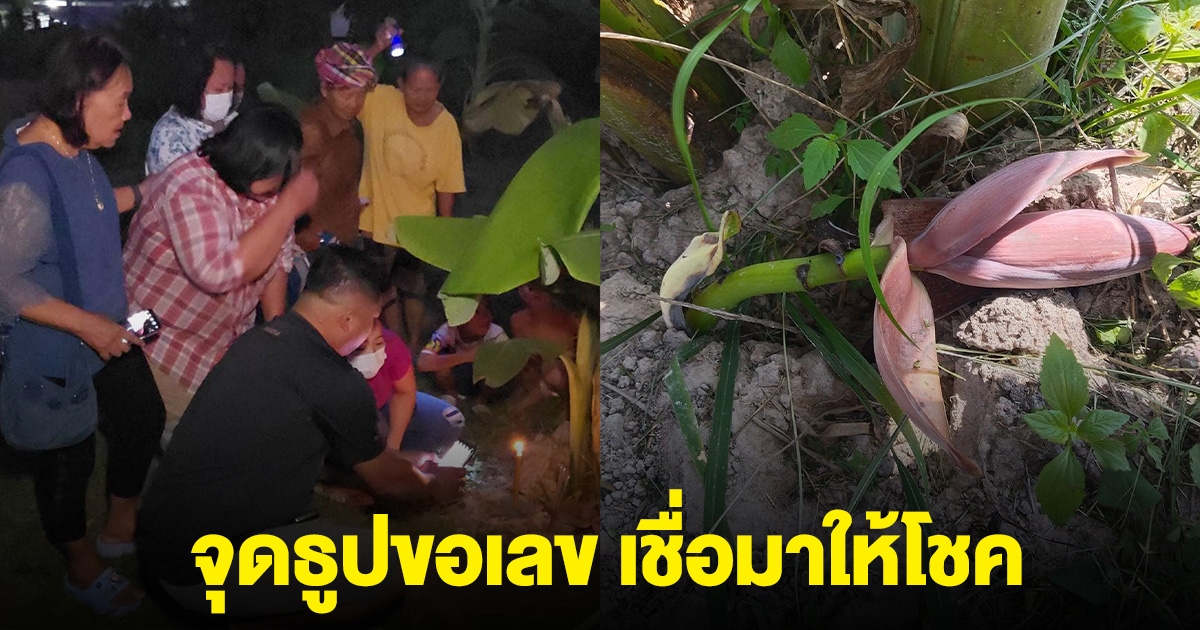 ชาวบ้านฮือฮา พบปลีกล้วยโผล่จากดิน จุดธูปได้เลข