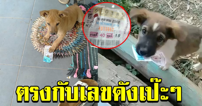 สุนัขคาบล็อตเตอรี่มาให้