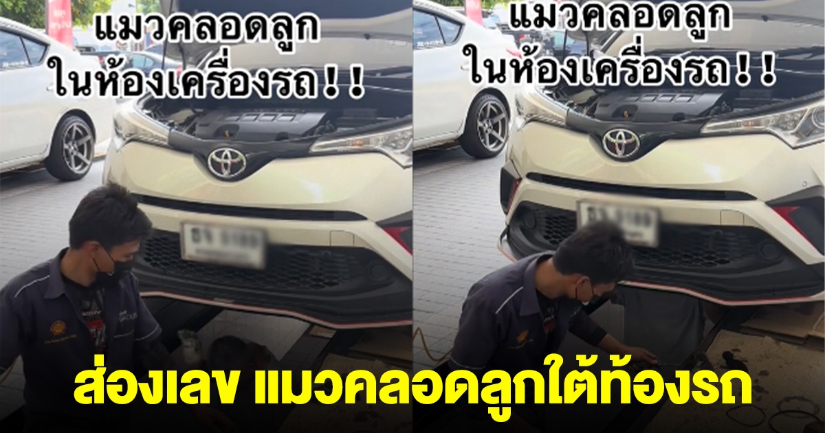 แมวออกลูก ใต้ท้องรถ เลขทะเบียนตรงกับเลขดัง