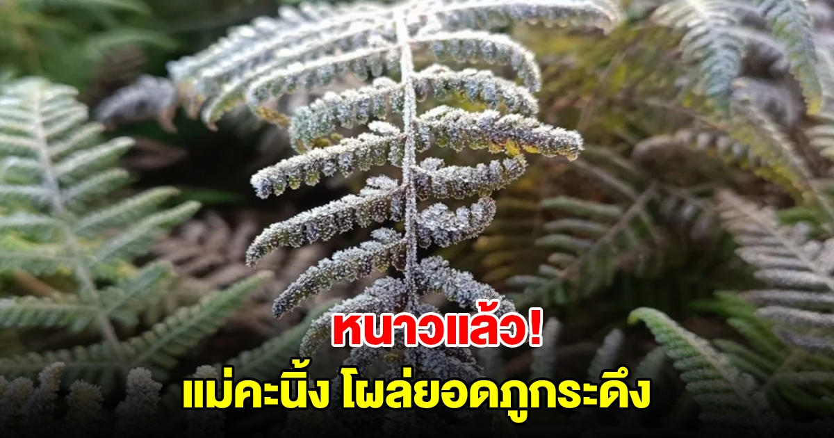 หนาวแล้ว! เกิดปรากฎการณ์ แม่คะนิ้ง โผล่ยอดภูกระดึง พร้อมรอรับนักท่องเที่ยว