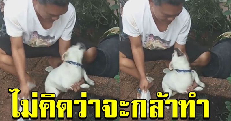 หนุ่มโพสต์ แกล้งสุนัข