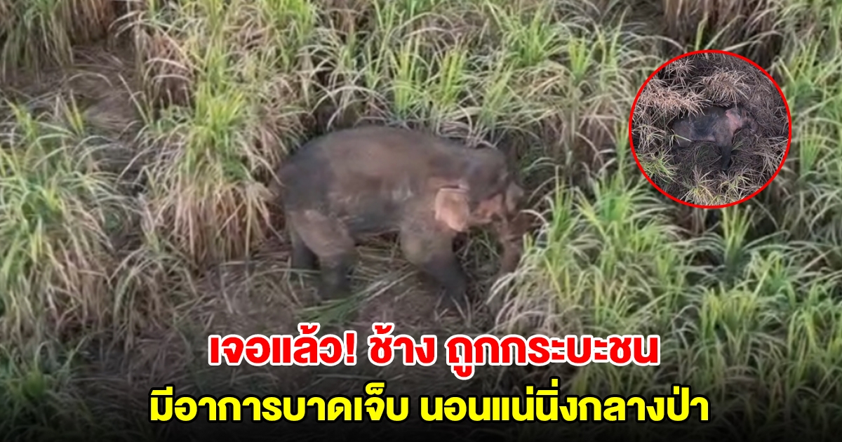 เจอแล้ว! ช้าง ถูกกระบะชน มีอาการบาดเจ็บ นอนแน่นิ่งกลางป่าอ้อยนานกว่า 30 นาที