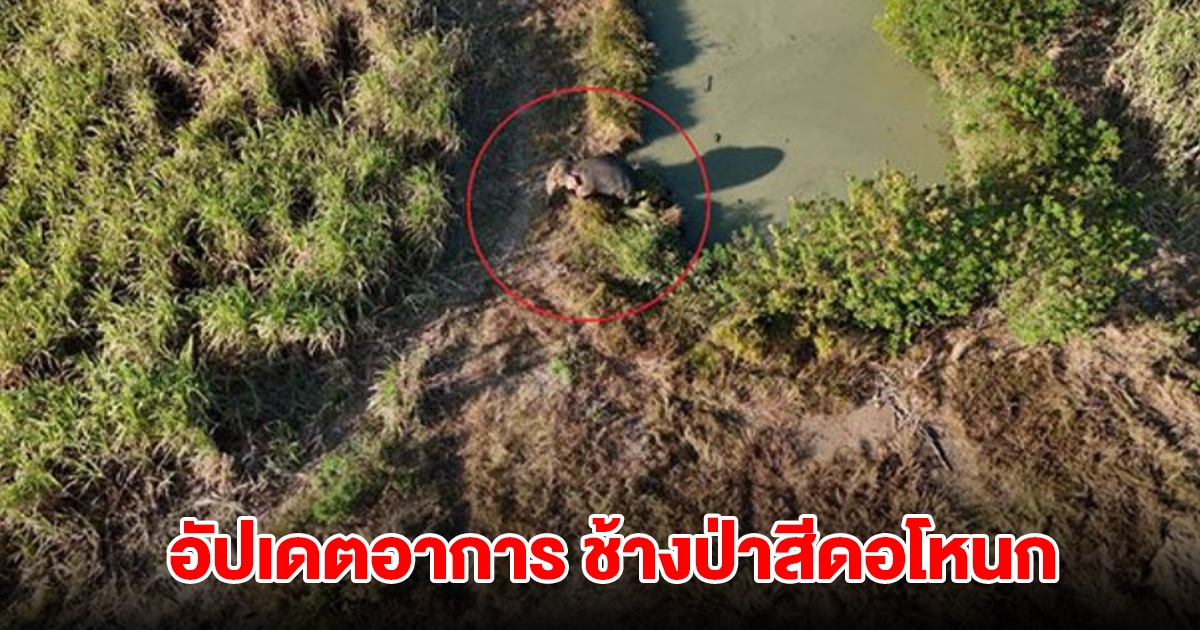 อัปเดตอาการช้างป่าสีดอโหนก หลังถูกรถชน ยังน่าเป็นห่วง