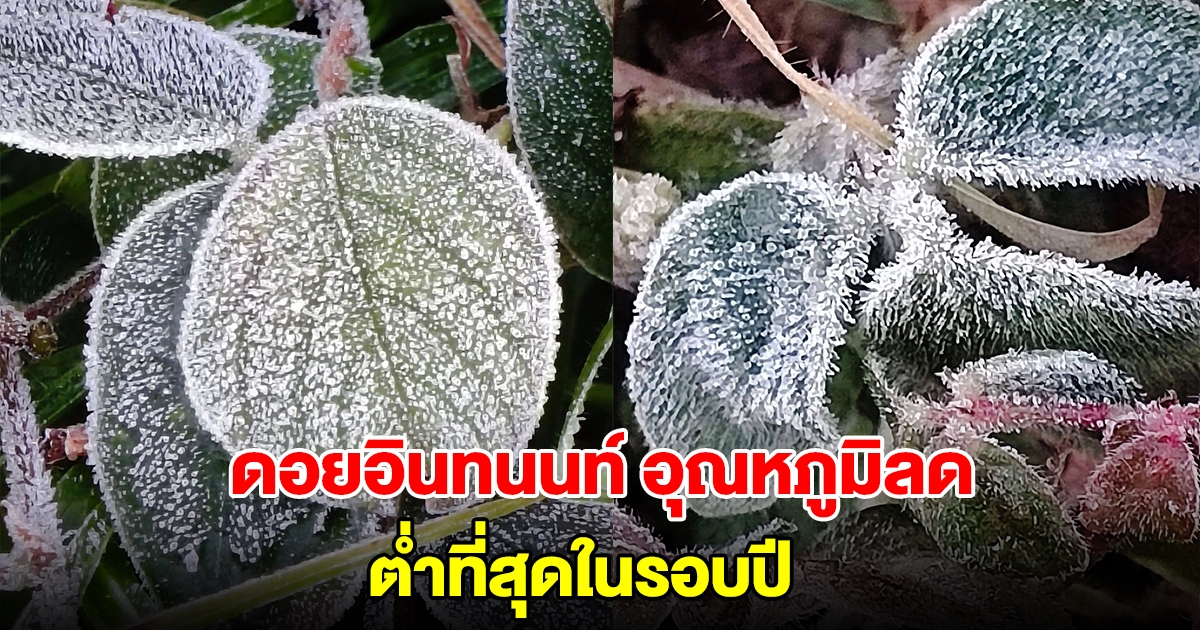 ดอยอินทนนท์ อุณหภูมิลดฮวบ ต่ำที่สุดในรอบปี