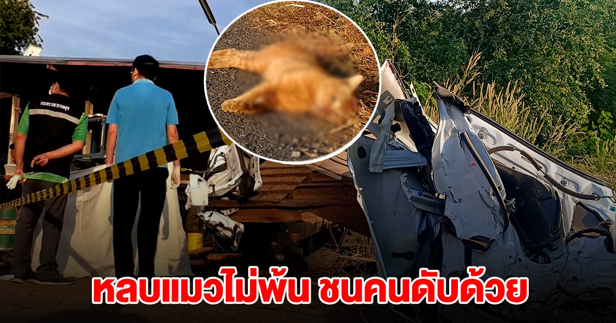 ด่วน! เก๋งหลบแมวไม่พ้น ชนแมวดับ ก่อนเสียหลัก ชนคนข้างทางเสียชีวิตอีก