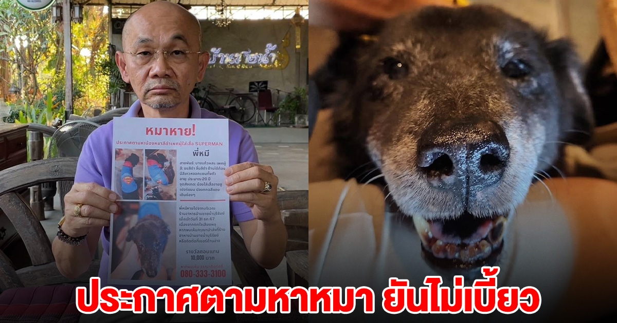 เจ้าของหมาประกาศตามหา พี่หมี ตั้งรางวัล 1 หมื่น ยันไม่เบี้ยว-ไม่จ่ายเช็ค