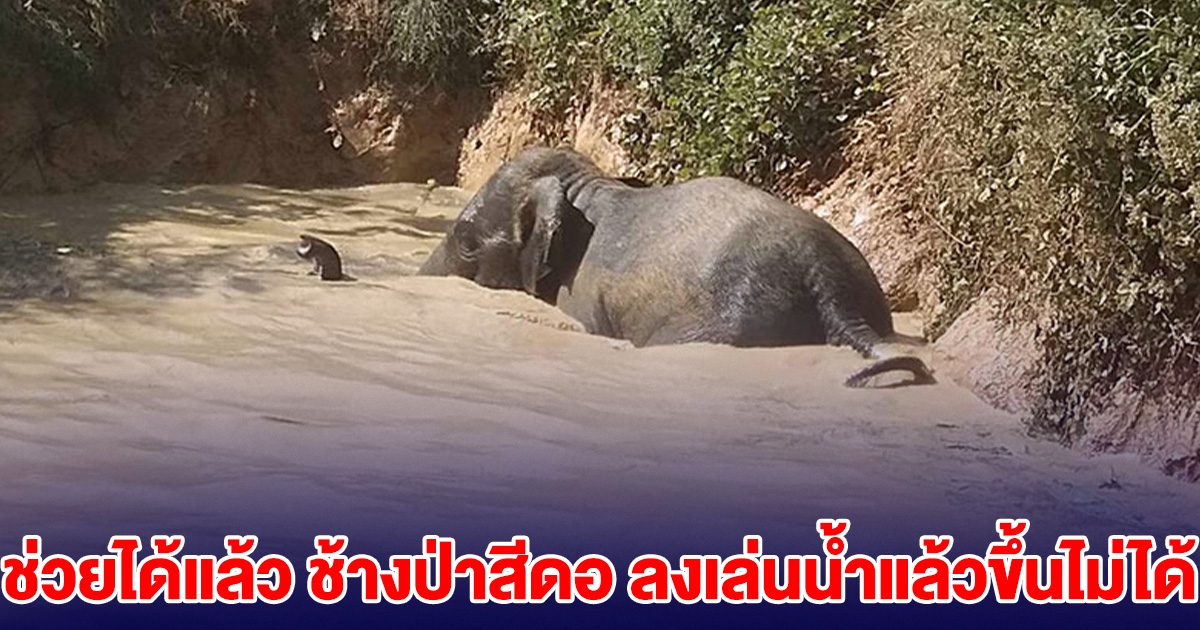 ช่วยได้แล้ว ช้างป่าสีดอ ลงเล่นน้ำแล้วขึ้นไม่ได้