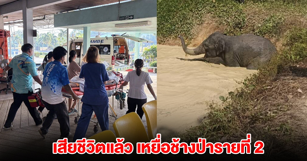 เสียชีวิตแล้ว เหยื่อช้างป่ารายที่ 2 เจอช้างวิ่งเตลิดทำร้ายในสวนยาง