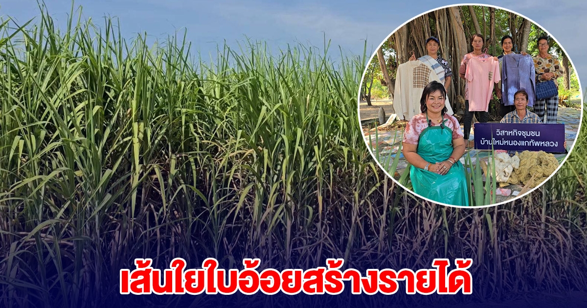 แม่บ้านรวมกลุ่ม นำใบอ้อยมาสร้างมูลค่า สร้างรายได้สูงถึงกิโลละ 7,000