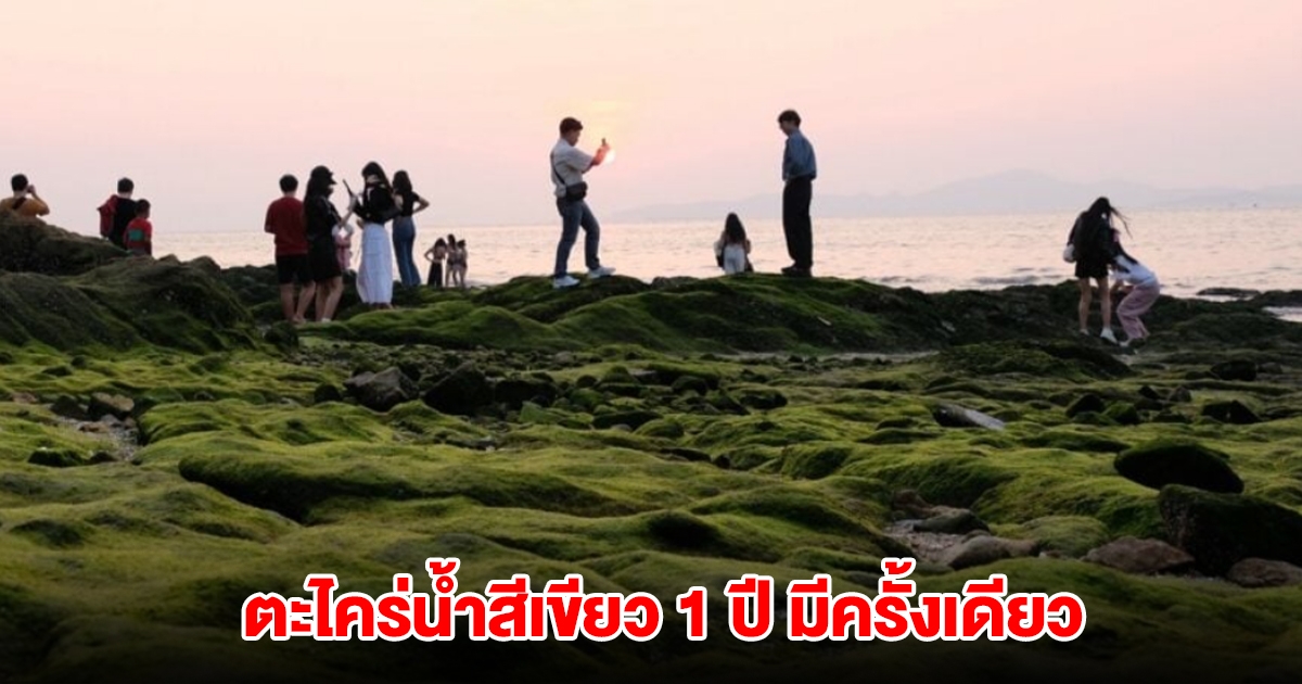 ฮือฮา! ปรากฏการณ์ ตะไคร่น้ำสีเขียว 1 ปี มีครั้งเดียว