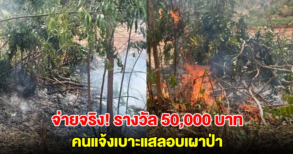 จ่ายจริง! ผู้ว่าฯ กาญจน์ มอบเงินรางวัลนำจับ 50,000 คนแจ้งเบาะแสลอบเผาป่า