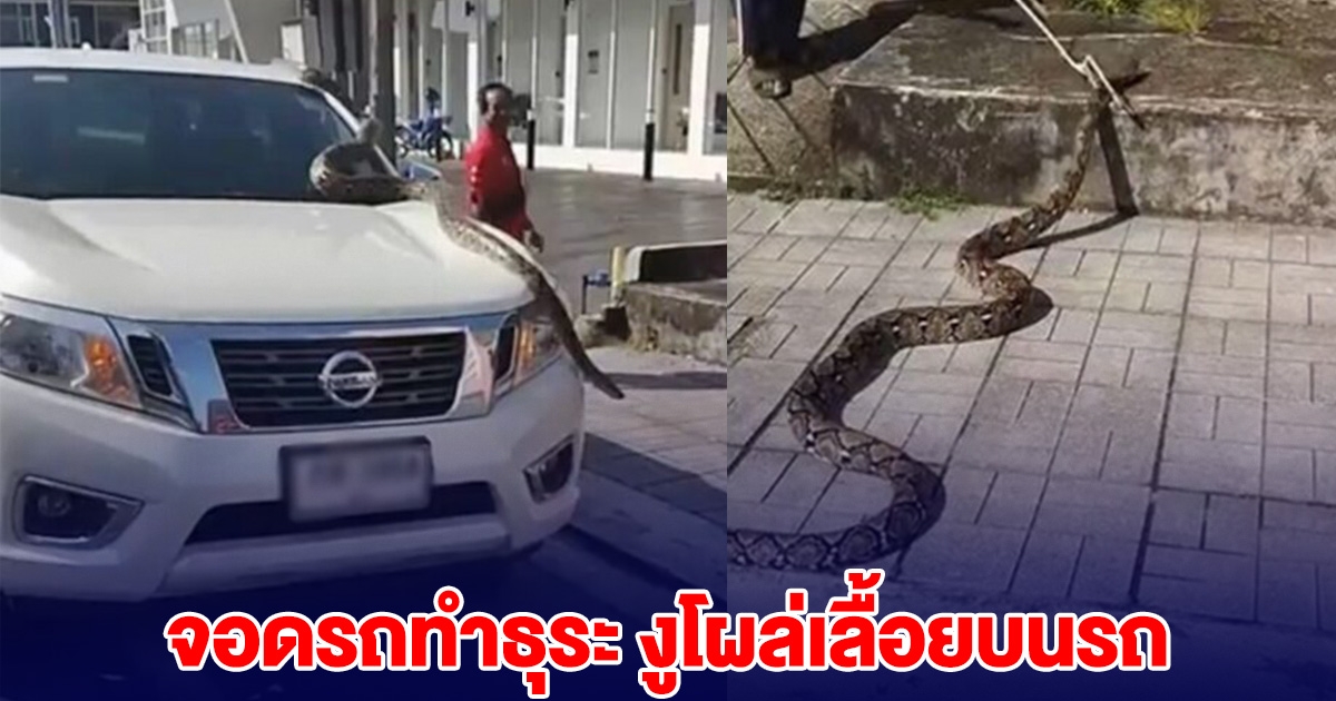 จอดรถทำธุระแป๊บเดียว กลับมาเจองูโผล่เลื้อยบนรถ