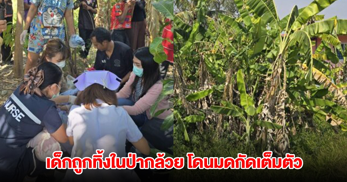 ทารกเพศชาย ถูกทิ้งในป่ากล้วย โดนมดกัดเต็มตัว