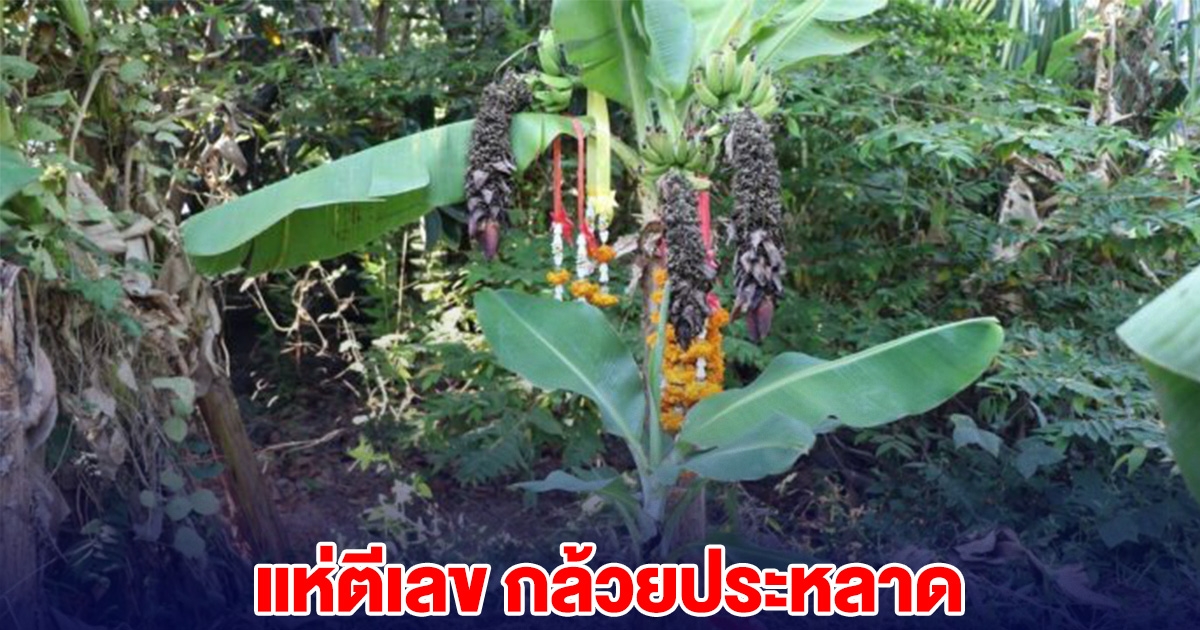 แห่ตีเลข กล้วยประหลาด แตกปลาย 2 ยอด 3 เครือ
