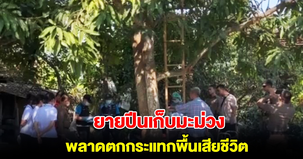 ยายวัย 68 ปี ปีนเก็บมะม่วง พลาดตกกระแทกพื้นเสียชีวิต ตานั่งเฝ้าใต้ต้น เผยนาทีสุดช็อก