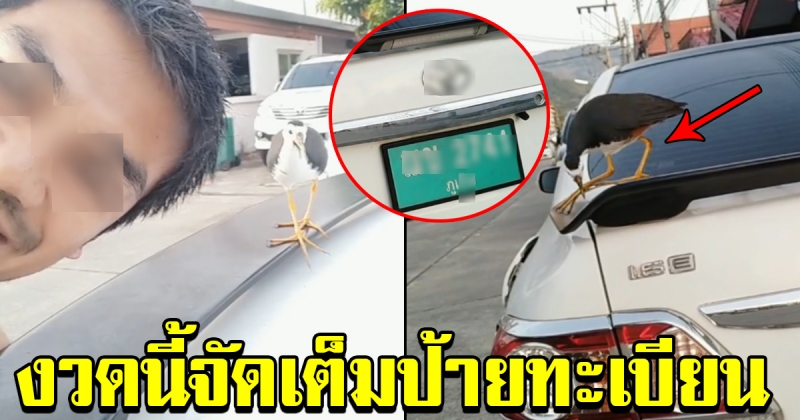 นกกวัก บินมาเกาะที่รถ