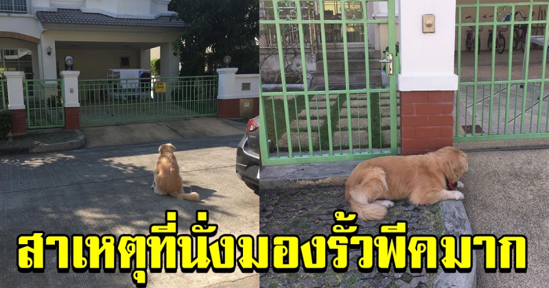 เจ้าตูบ นั่งมองบ้าน