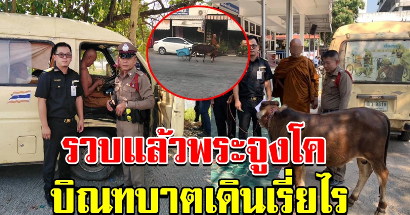รวบแล้ว พระจูงโค เดินบิณฑบาต เรี่ยไรเงิน